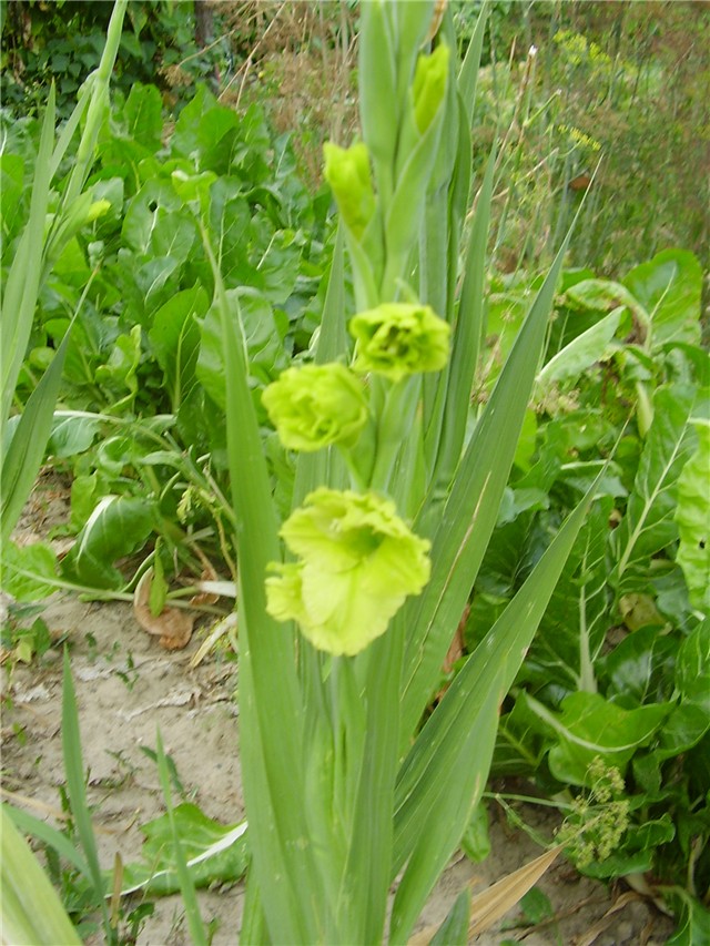 Zelena gladiola